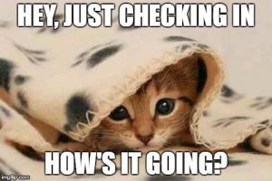 a kitten peaking out from a blanket with the text "Hey, just checking in how's it going?"